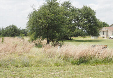 dead grassland