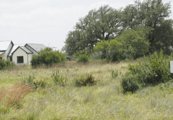 heavy vegetation